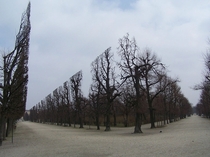 Trees In Schonbrunn Park 