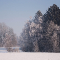 Trees with Frost Southern Germany 