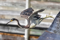Tricolored heron diving off the railing 