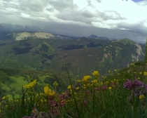 Trifolium Parryi and something else near Rico Colorado 