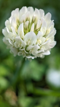 Trifolium repens the white clover also known as Dutch clover Ladino clover or Ladino Amazing pic of a common clover