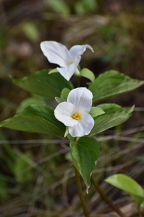 Trille Blanc Trillium Grandiflorum the rare flower of Ontario Canada 