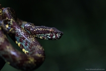 Trimeresurus malabaricus commonly known as Malabar pit viper is a venomous pit viper species endemic to southwestern India 