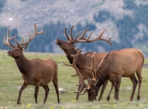 Trio of Elk in Rocky Mountain National Park 