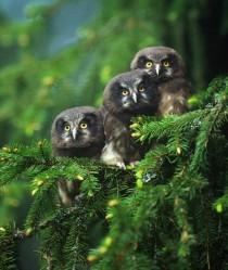 Trio of Owls 