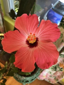 Tropical Hibiscus Bloom