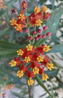 Tropical Milkweed Asclepias curassavica from my walk this afternoon It is beautiful but is bad for Monarch Butterflies