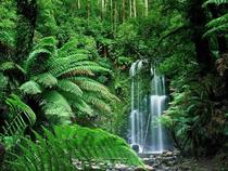 Tropical rain forest in Northern Australia 