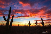 Tucson Sunsets  Saguaro National Park Tuson Arizona