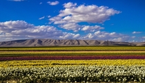 Tulip fields in Konya Turkey  By Aie zyer 