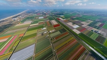 Tulip fields the Netherlands 