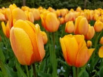Tulip L 