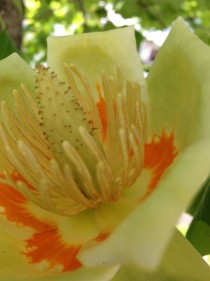 Tulip Tree Liriodendron tulipifera Blossom in the Afternoon Sun 