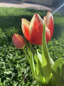 Tulips from my birthday