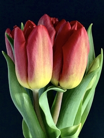 Tulips OC