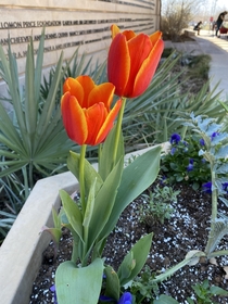 Tulips  the botanical garden in SATX