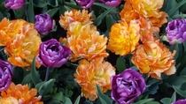 Tulips Washington Park AlbanyNY 