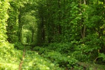 Tunnel of Love in Klevan Ukraine a Fairytale Train Track 