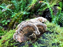 Turkey tail mushrooms in Prairie Creek Redwood Park CA 