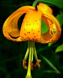 Turks cap lily and friend