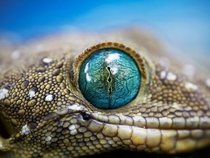 Turquoise gecko eye 