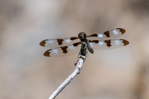 Twelve-spotted Skimmer - Libellula pulchella 