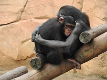 Two apes cuddling in the Lisboa zoo
