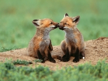 Two Cute Fox 