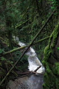 Two fallen trees crossing in one of the many lush forests in West Vancouver British Columbia 