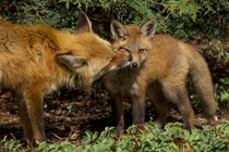 Two foxes at the Montreal botanical gardens Vulpini 