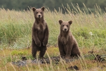 Two inquisitive bear cubs Photo credit to Anthony Renovato