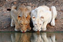 Two Lionesses 