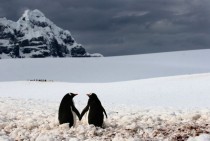 Two penguins holding flippers 