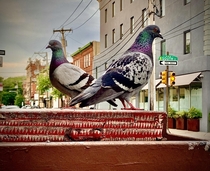 Two pigeons overlooking their kingdom