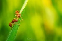 two red ants