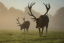 Two red deer stags grazing in the mist England Photo credit to Diana Parkhouse