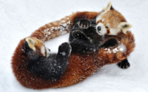 Two Red Pandas look tangled up as they play in the snow  x-post from rredpandas