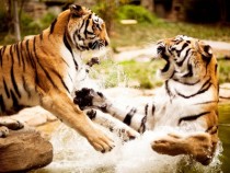 Two Tigers Playing Together 