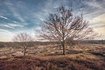 Two trees waiting for spring in a German heather field 