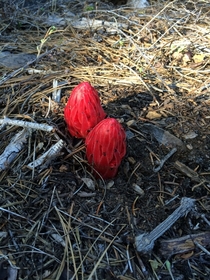 Two young snow flowers Sarcodes sanguinea looking quite devilish in the Sierra Nevada Mountains 
