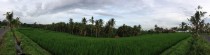 Ubud Rice Field Panorama 