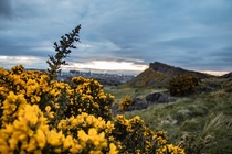 Ulex Yellow-Gorse overlooking Edinburgh