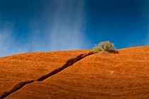 Uluru A little splash of vegetation near the top of Uluru Ayers Rock Australia 