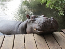 Uncomfortably close to a Hippo  x  