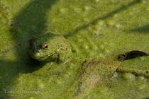 Unedited frog photo I shot yesterday Nisqually WA 