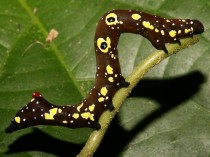 Unidentified prominent moth caterpillar 