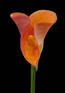 Unique perspective of a Calla Lily