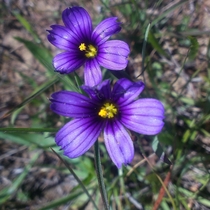 Unknown flower in Marin county California 