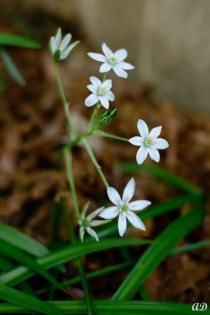 Unknown Flower - Please ID 