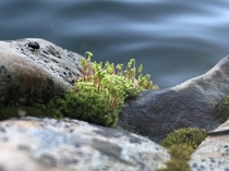 Unknown moss I found at the edge of a mountain lake